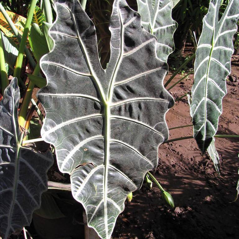 Alocasia 'Polly'